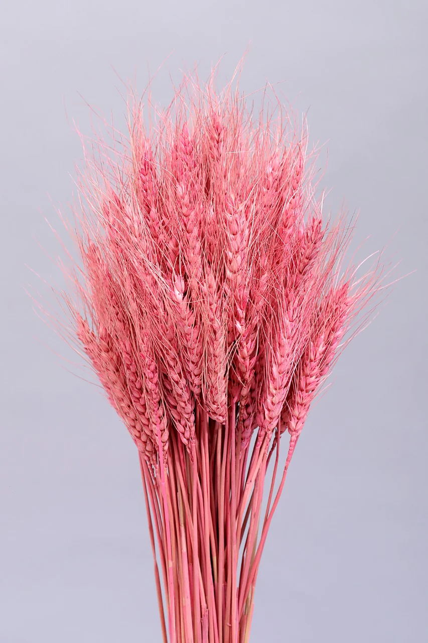 WHEATGRASS-BABY PINK COLOUR